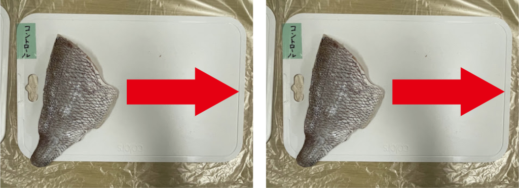 魚を半分ずつにカットして、カットした切り身を新しいまな板に一定方向に擦り付け、汚染させる。